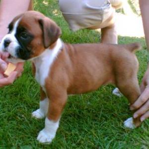 TremendousTopClassBoxerPuppiesJustfree