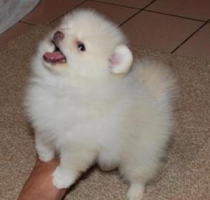 funtimePomeranianpuppiesreadyforsalenowand