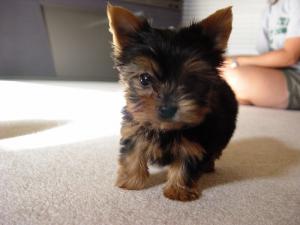 Lovelyteacupyorkiepuppiesforadoption