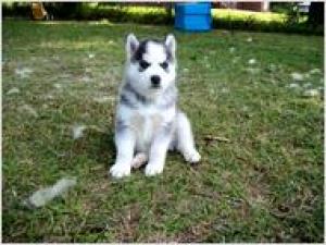 BLUEEYESSIBERIANHUSKYPUPPIESFORADOPTION