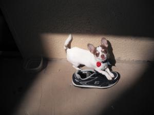ChihuahuaPuppyPurebredTeacupmoold