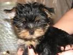 PUREBREEDYORKIEPUPPIESAVAILABLE