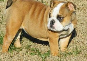 englishbulldogfornewhomes