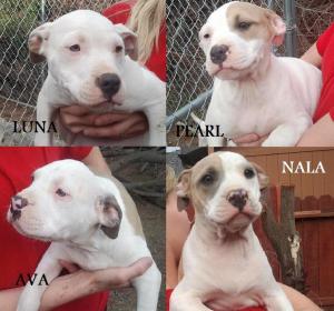 PitbullPuppiesforsale