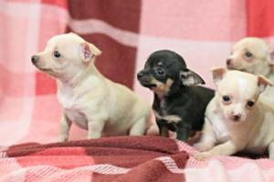 CKCRegisteredAppleHeadToyChihuahuaPuppies