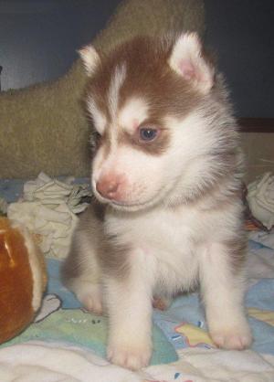 goodhuskyforgoodhomes