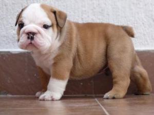 cutebulldogforsale