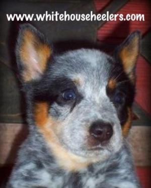 RegisteredAustralianCattleDogs