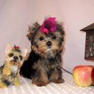 Adorablebabymaleandfemaleteacupyorkiesfor