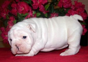 EnglshbulldogPuppiesforsale