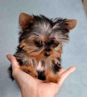 TeacupYorkiePuppiesForFreeAdoption