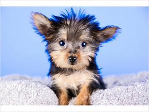 HealthyYorkiepuppiesforfreeadoption