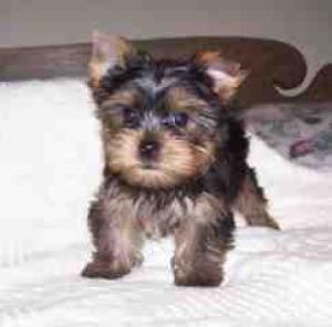 PerfectTeacupYorkiePuppiesforfree