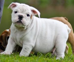 AkcEnglishBulldogPuppiesforsaleinWisconsin