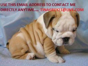 CuteEnglishBulldogpuppiesforsale