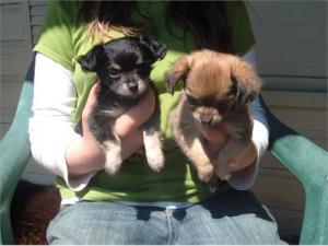 CKCLONGHAIRChihuahuapuppies