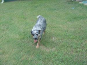 BlueHeelerpuppies