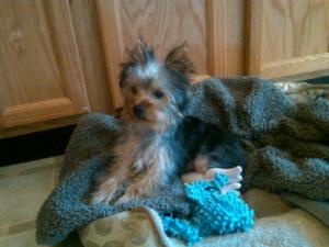 AdorablemooldmaleToyYorkieforsale