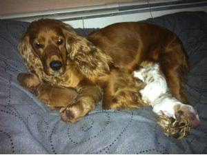 EnglishCockerSpanielsForSale