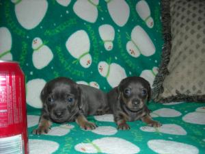 VeryRareMicroBlueChiweenies