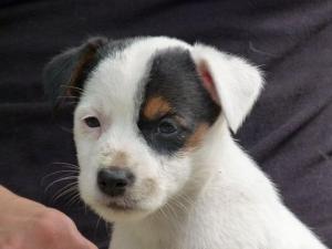 Jackrussellterrierpuppiesforsale