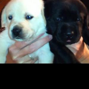 englishlabpuppiesforsale