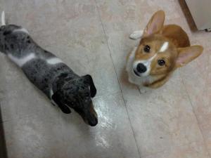 CorgiPuppy-