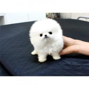 TinyTeacupPomeranianPuppiesAvailable