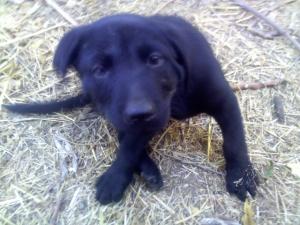 cutepurebreedblacklabpups