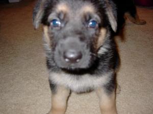 BeatifulGermanSheppardPuppies