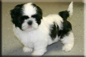 ShihTzu