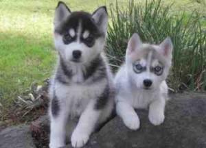 BluesEyesSiberianHuskiesPupies