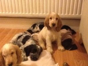 Cockerspanielpuppiesforsale