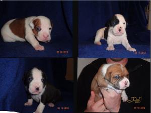 CKCColoradoBulldogPuppies