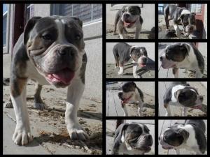 oldenglishbulldogpuppyblueTri