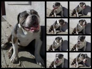 oldenglishbulldogbluetri