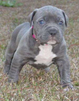 TopqualityAmericanpitbullies