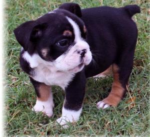 AkcEnglishBulldogPuppiesforadoption