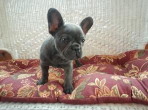 FrenchiePuppiesNeedHomes