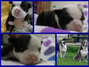 oldenglishbulldogpuppies