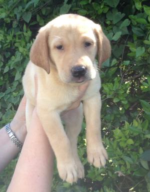 YellowLabradorPuppies