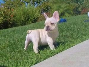 Frenchbulldogpuppiesforadoption