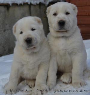 CentralAsianShepherdDog