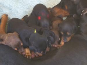 AKCDobermanPuppiesforSale