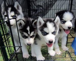 HomeRaisedHuskyPuppies