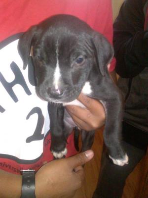 AdorableRazorEdgePitbullPuppyForSale