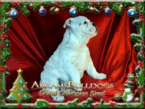 GCHSiredAKCEnglishBulldogPuppysforSale