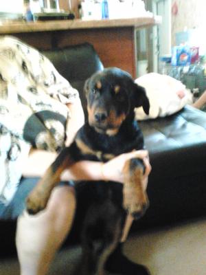 AkcGermenRottweilersforsale