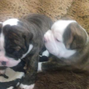 OldeEnglishBulldoggePuppiesforSale