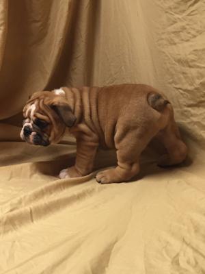 EnglishBullDogPuppies